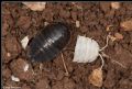 Porcellio obsoletus